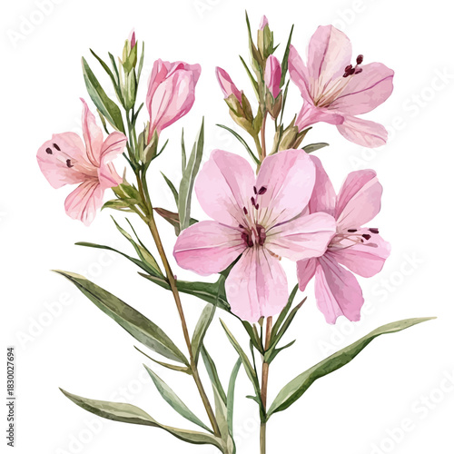 Gaura Flower, clipart watercolor vector with vivid accents and harmonious tones, isolated on a white background.