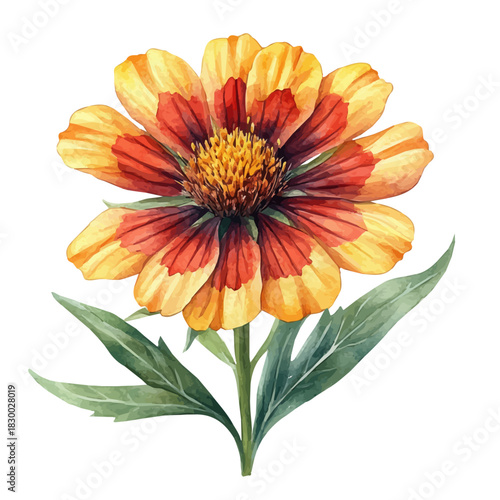 Gaillardia Flower, clipart watercolor vector with vivid accents and harmonious tones, isolated on a white background.