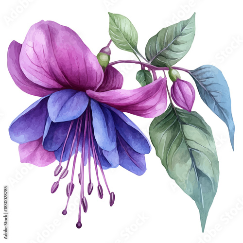 Fuchsia Flower, clipart watercolor vector with vivid accents and harmonious tones, isolated on a white background.