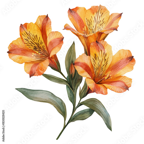 Alstroemeria Flower, watercolor drawing vector, isolated on a white background.