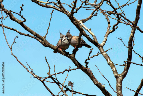Two Crested Pigeons (Ocyphaps lophotes)