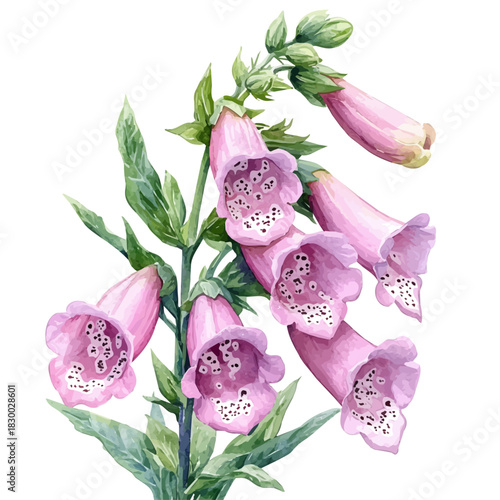 Foxglove Flower, clipart watercolor vector with vivid accents and harmonious tones, isolated on a white background.