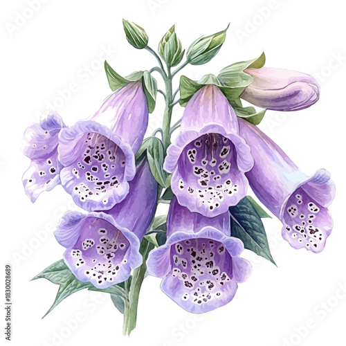 Foxglove Flower, clipart watercolor vector with vivid accents and harmonious tones, isolated on a white background.