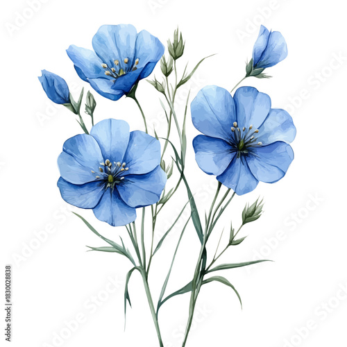 watercolor of Flax Flower, isolated on a white background.