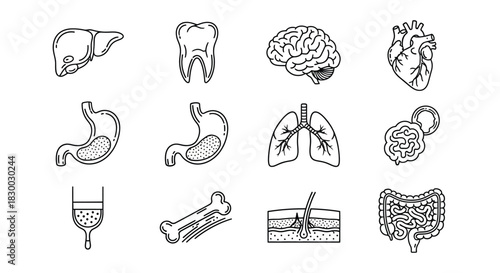 Detailed illustration of human internal organs and skeletal system components