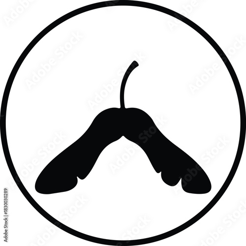 Illustration maple seed winged samara in a circle silhouette vector