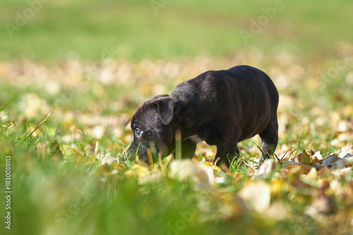 Staffordshire bull terrier puppy sniffing autumn grass