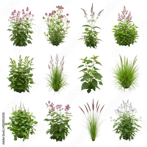 Plant collection isolated on black