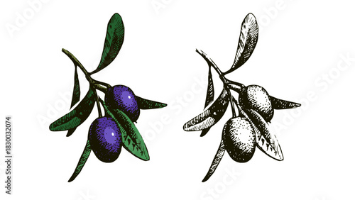 Sketch olive set. Superfood nutrition, packaging design, menu, farm market concept. Hand drawn engraving vector isolated illustration.