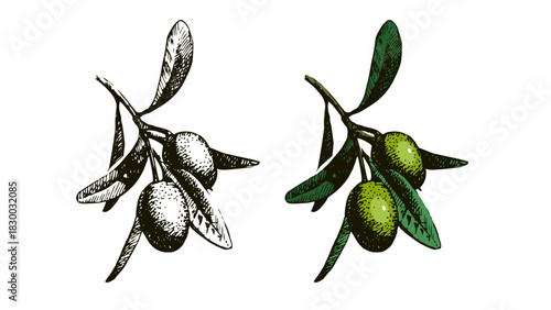 Sketch olive set. Superfood nutrition, packaging design, menu, farm market concept. Hand drawn engraving vector isolated illustration.