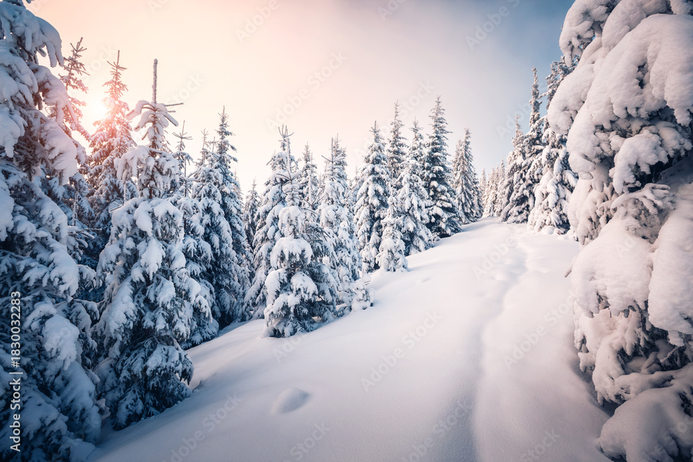 Fototapeta premium Fluffy snow covers the cozy forest, and the frozen fir trees sparkle on the frosty day, creating a fabulous atmosphere.