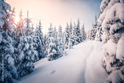 Fluffy snow covers the cozy forest, and the frozen fir trees sparkle on the frosty day, creating a fabulous atmosphere.