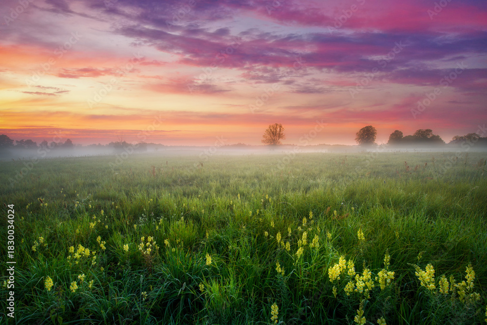 Fototapeta premium Misty summer morning over the forest glade
