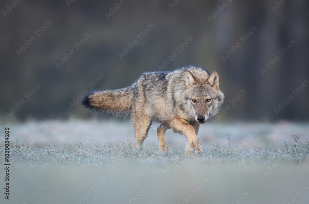 Fototapeta premium Grey wolf ( Canis lupus ) close up