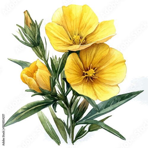 Quadro su tela Evening Primrose Flower, clipart vector in watercolor style with flowing brushwork, isolated on a white background
