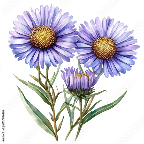 Erigeron Flower, vector clipart in watercolor with smooth gradients, isolated on a white background.