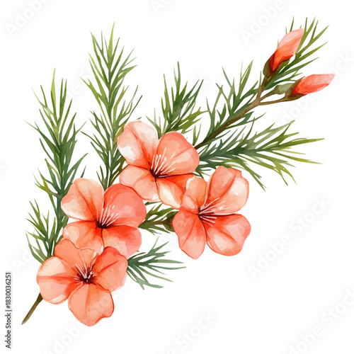 Cypress Vine Flower, vector clipart in watercolor with smooth gradients, isolated on a white background.