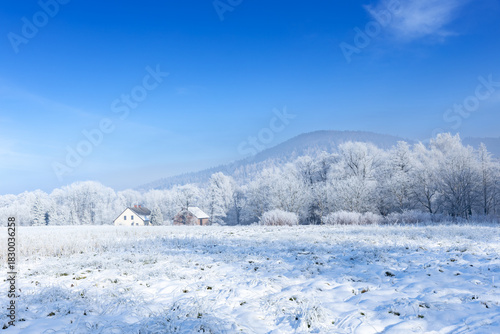 Wallpaper Mural Frosty winter landscape among white, frosted trees against the backdrop of the Beskid Mountains, a natural wallpaper or background with a nature motif Torontodigital.ca