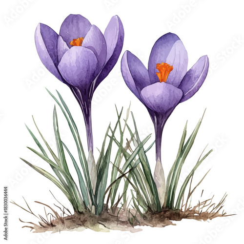 Crocus Flower, clipart watercolor vector with vivid accents and harmonious tones, isolated on a white background.