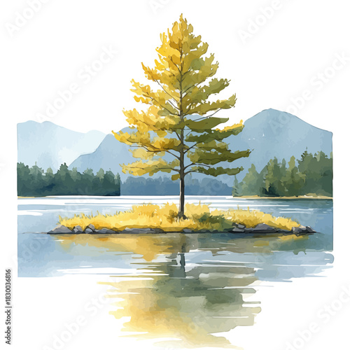 A Bald Cypress Tree, watercolor clipart vector, isolated on a white background.