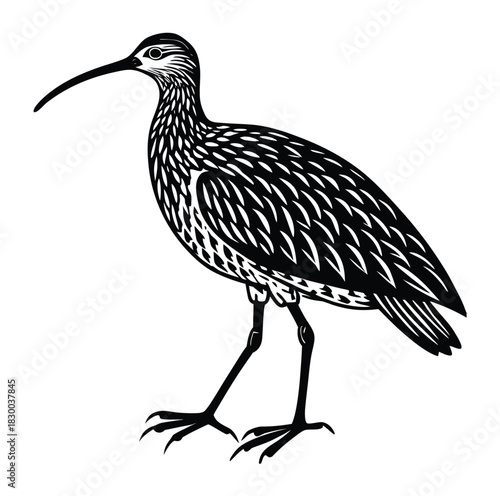 Curlew silhouette vector walking with prominent down-curved bill