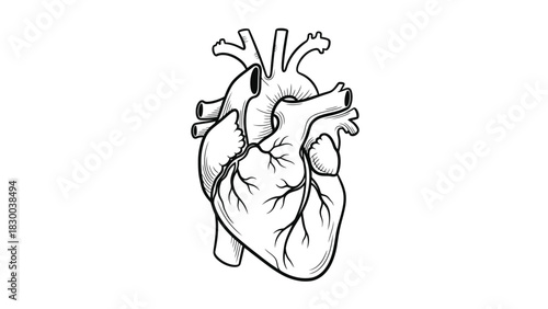 A detailed black and white illustration of a human heart, showcasing its anatomical structure with clear lines and shading on a white background.