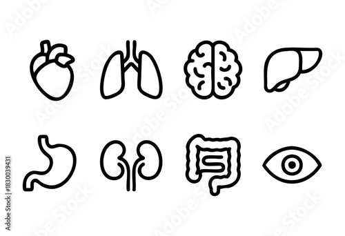 Human internal organs line icons — heart, lungs, brain, and other anatomy symbols — stock vector.