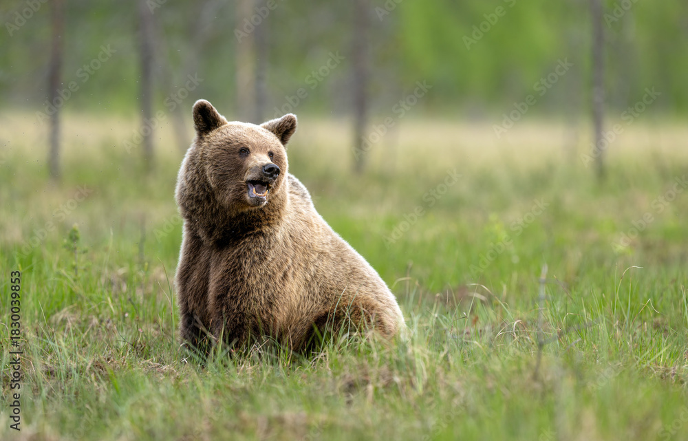 Fototapeta premium Wild brown bear ( Ursus arctos )
