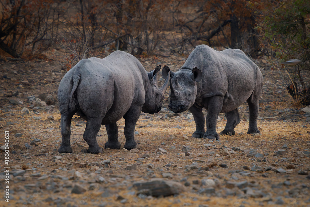 Fototapeta premium Black Rhinoceros or Hook-lipped Rhinoceros - Diceros bicornis two rhinos fight in evening duel near waterhole, large animal native to eastern and southern Africa during the dark evening.