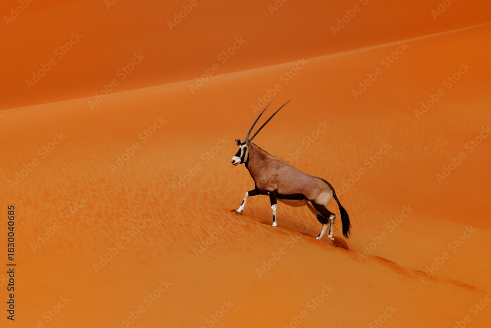 Fototapeta premium Gemsbok or South African oryx - Oryx gazella, large antelope endemic to dry regions of Botswana, Namibia, South Africa and Zimbabwe, mainly the Kalahari and Namib Deserts. Walks on red dunes