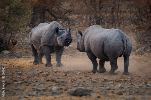 Black Rhinoceros or Hook-lipped Rhinoceros - Diceros bicornis two rhinos fight in evening duel near waterhole, large animal native to eastern and southern Africa during the dark evening.