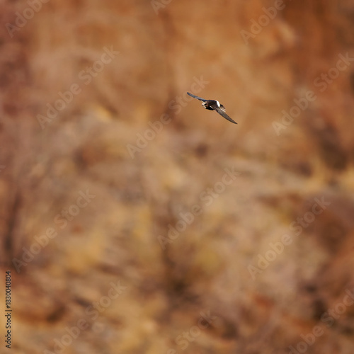 Greater striped swallow - Cecropis cucullata in the flight, large swallow native to Africa south of the equator, big flock of birds in Africa with the red stony background
