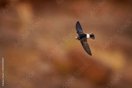 Greater striped swallow - Cecropis cucullata in the flight, large swallow native to Africa south of the equator, big flock of birds in Africa with the red stony background