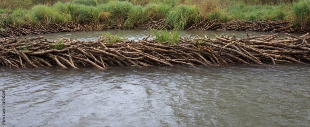 Fototapeta premium Beaver dam stands resilient embodying nature’s quiet strength and harmony in freshwater.