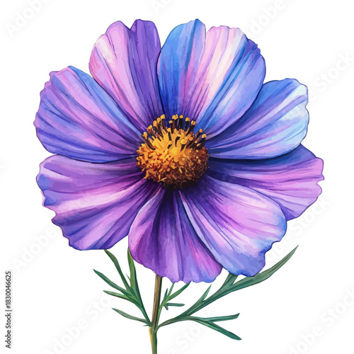 Cosmos Flower, clipart watercolor vector with vivid accents and harmonious tones, isolated on a white background.