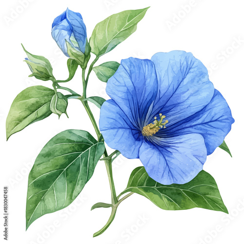 Clitoria Flower, vector watercolor clipart with soft pastel strokes, isolated on a white background.