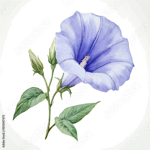 Clitoria Flower, vector watercolor clipart with soft pastel strokes, isolated on a white background.