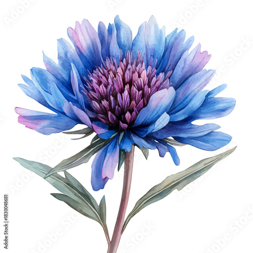 Centaurea Flower, clipart vector in watercolor style with flowing brushwork, isolated on a white background.