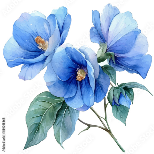 Clitoria Flower, vector watercolor clipart with soft pastel strokes, isolated on a white background.