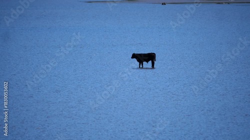 Cattle in the water