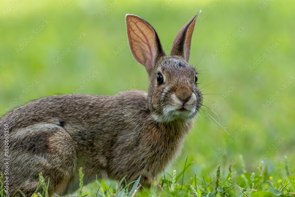 Fototapeta premium Juvenile Eastern Cottontail Rabbit, Sylvilagus floridanus, closeup in green grass for Spring and Summer