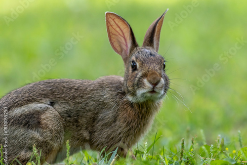 Juvenile Eastern Cottontail Rabbit, Sylvilagus floridanus, closeup in green grass for Spring and Summer