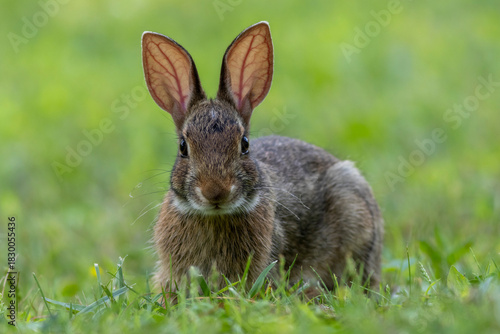 Juvenile Eastern Cottontail Rabbit, Sylvilagus floridanus, closeup in green grass for Spring and Summer