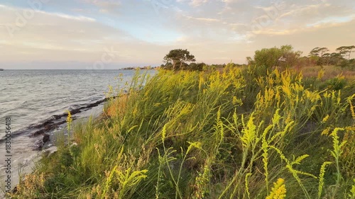 Wildflowers Gulf Breeze Florida Beach Landscape