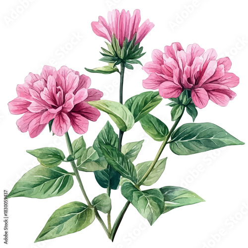 Bee Balm Flower, elegant watercolor illustration luminous highlights, isolated on a white background.