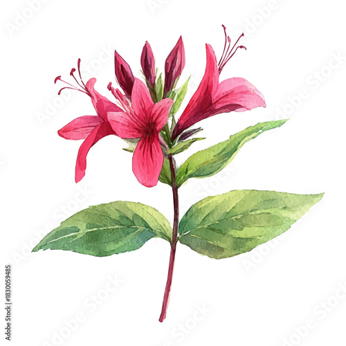 watercolor of Bee Balm Flower vector painting, isolated on a white background.