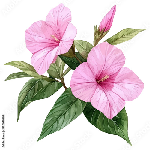 Balsam Flower, cute watercolor illustration with intricate patterns and vibrant splashes, isolated on a white background.