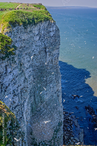 Colony of Gannets nesting on vertical cliff face with birds wheeling around over the ocean at Bempton Cliffs, Yorkshire, UK