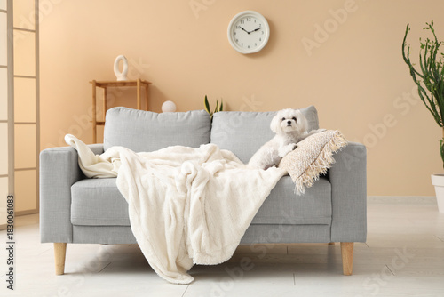 Small white maltese dog rel...