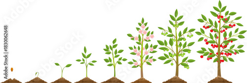 Cherry tree growth stages